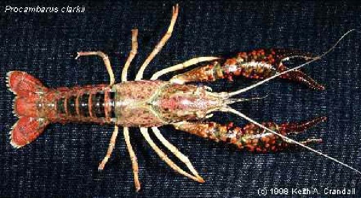 Image of Procambarus clarkii